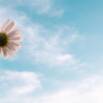Healing Through Grief & Loss