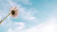 Healing Through Grief & Loss