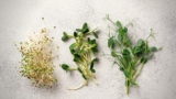 Health Benefits Of Sprouts & Microgreens