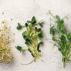 Health Benefits Of Sprouts & Microgreens