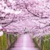 Hiragana Basics Online Course | Japanese for Beginners