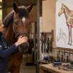 Horse care and Management