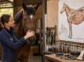 Horse care and Management