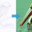 How To Draw a Pelican Step by Step with Pastel Pencils