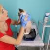 How to Keep Your Cat Healthy Masterclass