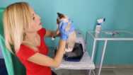 How to Keep Your Cat Healthy Masterclass
