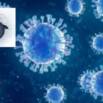 How to strengthen immune system against flu-viruses attack?