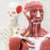 Human Anatomy for Medical Coding, Billing & Healthcare RCM