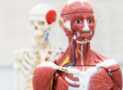 Human Anatomy for Medical Coding, Billing & Healthcare RCM
