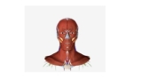 Human Anatomy For Medical Students-(region Wise)
