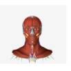 Human Anatomy For Medical Students-(region Wise)