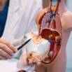 Human Physiology for Medical Coding, Billing & Healthcare