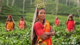 India’s Wonderful Contributions To The World