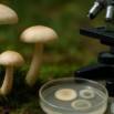 Introduction to Mycology: The Biology of Fungi