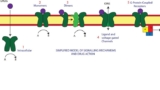 Introduction to Receptor