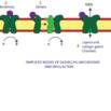 Introduction to Receptor