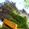 Introductory Aromatherapy Course For Natural Living