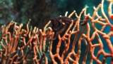 Iseahorse Trends: Finding & Monitoring Seahorse Populations