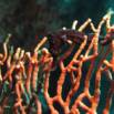 Iseahorse Trends: Finding & Monitoring Seahorse Populations