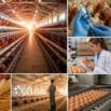 Layer Poultry Farming: Egg Production Business Management
