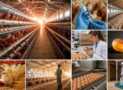 Layer Poultry Farming: Egg Production Business Management