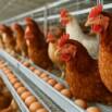 Layer Poultry Farming Masterclass: Profitable Egg Production