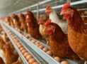 Layer Poultry Farming Masterclass: Profitable Egg Production
