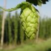 Learn How to Brew in 30 minuntes