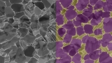 Learn Image Analysis