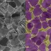 Learn Image Analysis