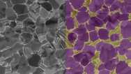 Learn Image Analysis