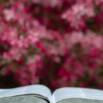 Learning The Book Of Habukkuk