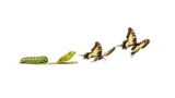 Life Transformation Course
