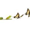 Life Transformation Course