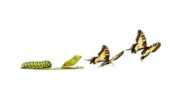 Life Transformation Course