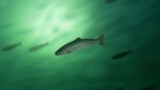 Marine Natural Products