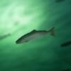 Marine Natural Products