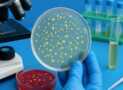 Master Bacteriology :Hands-On Lab Skills for Beginners