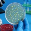 Master Bacteriology :Hands-On Lab Skills for Beginners