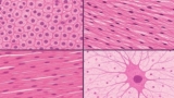 Mastering Histology: Microscopic Anatomy Made easy