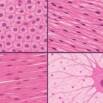 Mastering Histology Visual Learning for Medical students
