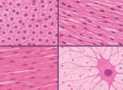 Mastering Histology Visual Learning for Medical students