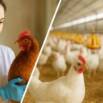 Mastering Poultry Health: Diagnose, Prevent, and Treatment