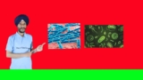 Microorganisms : Friend and Foe Class 8 Science NCERT