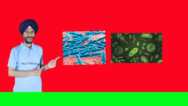Microorganisms : Friend and Foe Class 8 Science NCERT
