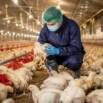 Modern Broiler Farming: Health, Growth & Profitability