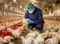 Modern Broiler Farming: Health, Growth & Profitability