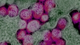 Molecular Mechanisms Of Sars-cov-2