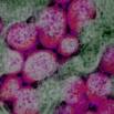 Molecular Mechanisms Of Sars-cov-2