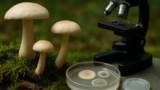 Mycology: The Biology, Ecology, and Applications of Fungi